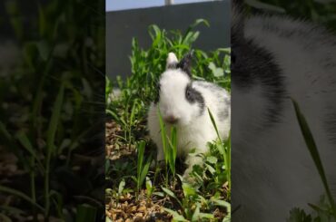 Cute Rabbit.
