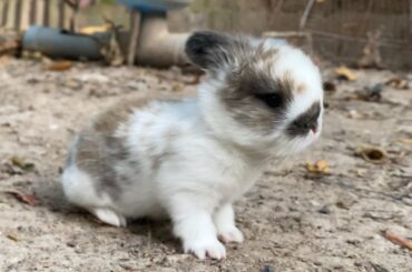 So cute rabbit holland lop 15 day old and hypnotized rabbit
