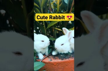 Cute Rabbit #shorts