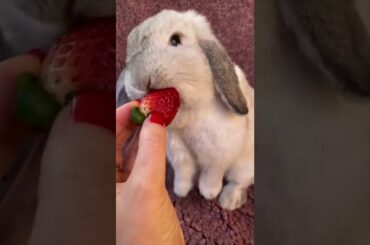 Cute Bunny Eating Strawberry #shorts