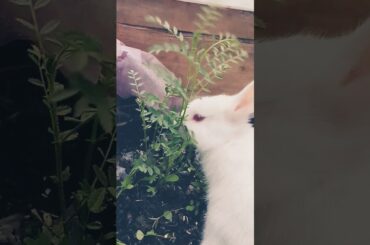 My cute rabbit #shorts #rabbit