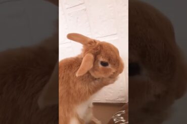 Cute Bunny #short #shorts #viral #viralshorts #shortsfeed #ytshorts #viralvideo #pets #petslover