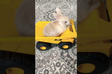 Cute bunny #rabbit #bunny #animals #shorts