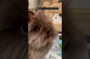 Cute baby bunny | cute lionhead rabbit | pet rabbit