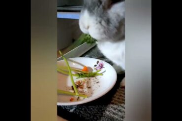 Pet rabbit Toby "Cute bunny eating veggies"#animals , #bunny, #pets, #rabbit#cutebunny