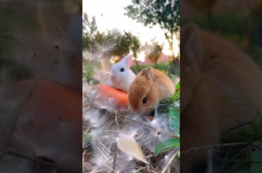 cute bunny with dandelions #shorts #dandelions #bunny #cute #pets