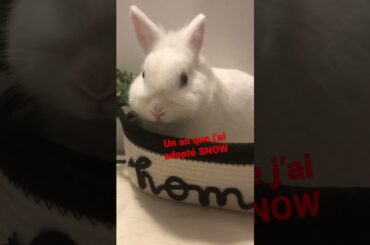 Cute rabbit #shorts #rabbit #lapinou