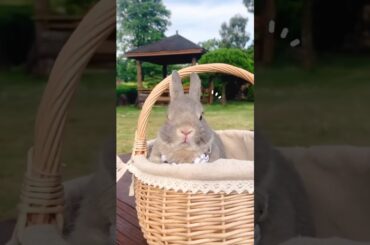 Rabbit #short #shorts #ytshorts #youtubeshort #viral #viralshorts #shortsfeed #viralvideo #cute#baby