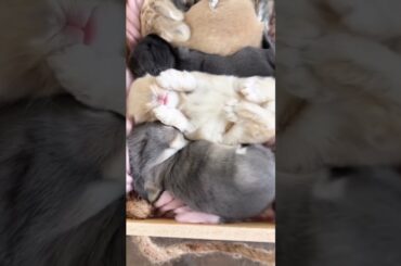 Baby Rabbits #short #shorts #viralshorts #shortsvideo #ytshorts #viral #youtube #cute #rabbit #pet