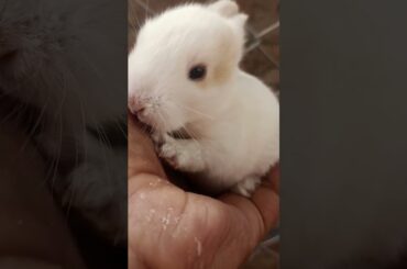 cute bunny rabbit #short #youtubeshorts #viral #viralvideo