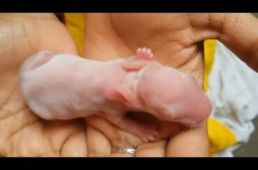 cute baby bunny 3 days rabbit baby cute bunny #rabbit #bunny #pets and animals