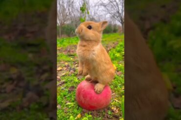 Rabbit Baby #shorts #short #viral #ytshorts #viralshorts #shortsvideo #pet #pets #youtubeshort#cute
