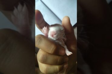 baby rabbit growing upto 1 to 30 days #shorts #youtubeshorts #cute #rabbit