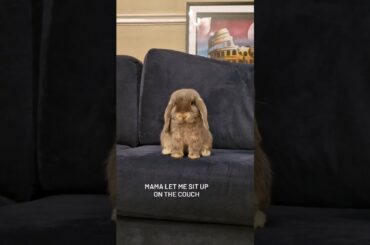 Cute Rabbit Video #shorts #viral #shortsvideo #viralshorts #ytshorts #youtubeshort#pet#youtube#pets