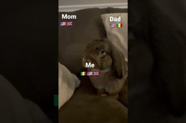 Cute Bunny