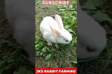 Lovely cute bunny #shorts