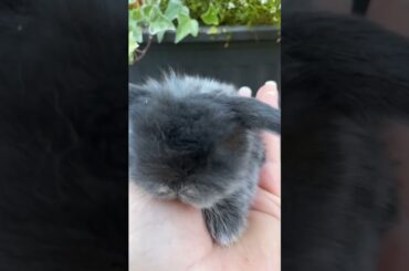 How Cute Baby Rabbit #shorts #short #viral #viralshorts #shortsvideo #ytshorts #pet #pets #animal