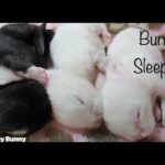 Cute baby bunnies sleeping || rabbit sleeping  ||