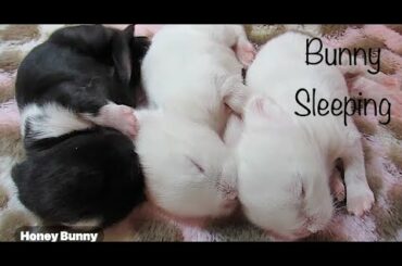 Cute baby bunnies sleeping || rabbit sleeping  ||