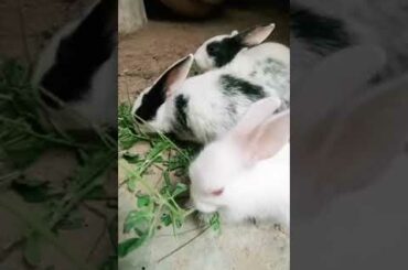 Cute  Rabbit Babies #shorts #youtubeshorts