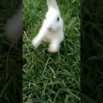 Cute rabbit    #shorts #youtubeshorts #viralshorts#rabbit