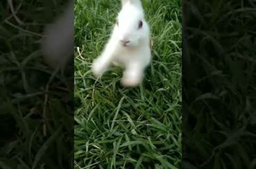 Cute rabbit    #shorts #youtubeshorts #viralshorts#rabbit