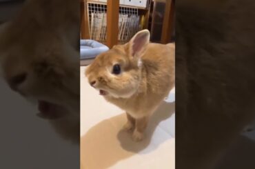 Roaring #short #shorts #viral #viralvideo #viralshorts #shortsvideo #shortvideo #pets #pet #cute