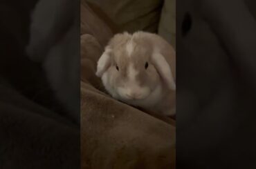 Cute bunny!!!!
