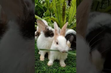 cute rabbit #hewanlucu #shorts