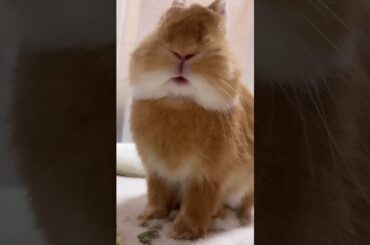 Cute Baby Rabbit #short #shorts#pet#pets#animal#youtubeshort#viral#viralshorts#shortsvideo#ytshorts