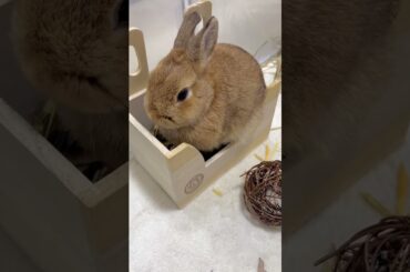 Rabbit Food #short #shorts #viral #viralshorts #shortsfeed #ytshorts #youtubeshort #youtuber #pets