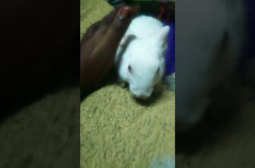 My little bunny baby#cute #bunny #shortsvideo