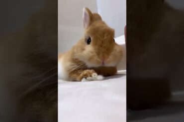 Rabbit Video #short #viral #pet #pets #viralshorts #viralvideo #shortsvideo #ytshorts #youtube #cute