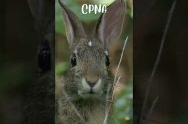 cute bunny #short #shorts #youtubeshorts #shortvideo #viral