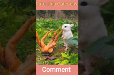 Lovely Cute Bunny #shorts #short #todayshorts #bunny #cute