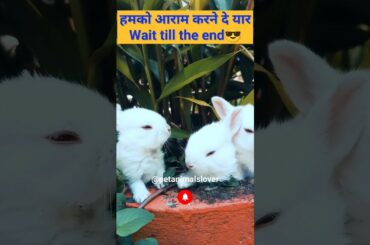 Cute Baby Rabbit Eating #short #shorts #rabbit #bunny #animal #viralvideo #viral #animals #pets #pet