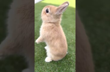 How Cute Rabbit #short #shorts #rabbit #bunny #animal #animals #pets #pet #viralvideo #viral #cute