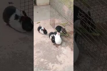 Cute bunny playing#shorts