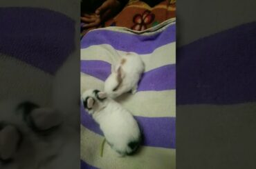 3 little Rabbit cute baby #shorts