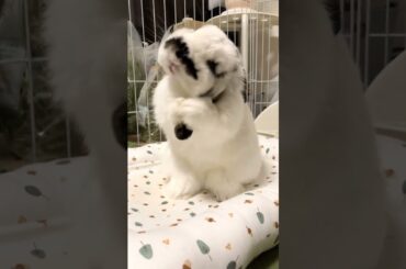 How Adorable Rabbit #animal #pet #pets #short #shorts #youtubeshort #viral #ytshorts #shortsvideo