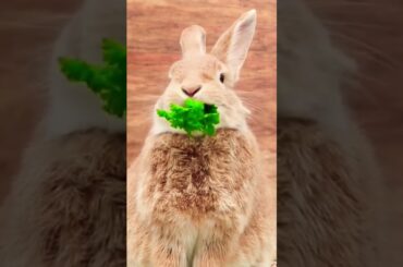 yummyfood #cute #rabbit  #short #farm