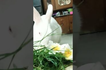 cute rabbit eating flower and grass,,,