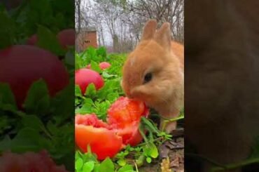 Invincible cute rabbit boxing cute pet rabbit pastoral cute pet I don't understand the song I don't