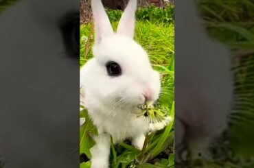 ||cute rabbit eating grass||#shortsfeed #shorts #viral #trending #rabbit #cuterabbit