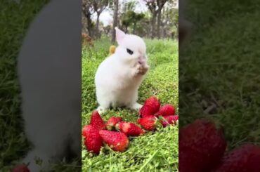 cute rabbit eating || Love animal short || #shorts #animals #cute
