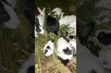 Cute Bunny #shortsvideo #viralvideo #pets #ytshorts #youtube #youtubeshorts #vtuber #animals #shorts