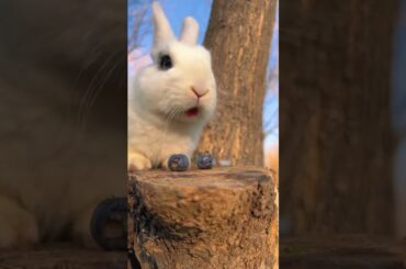 cute rabbit #shorts