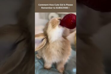 Cute Bunny eating his strawberry #cuteanimals #shorts