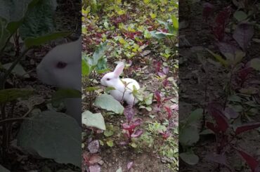 Cute rabbit eating  #shorts #rabbit
