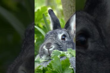 cute rabbit #short #short #animal #rabbitbabies